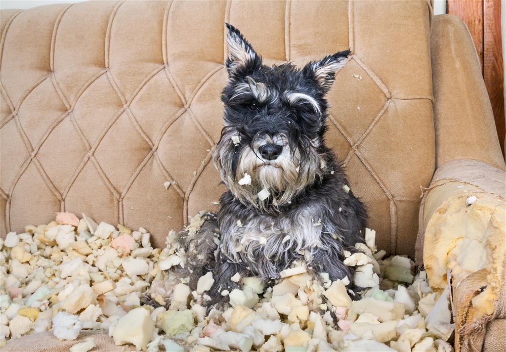 dog on chewed up couch